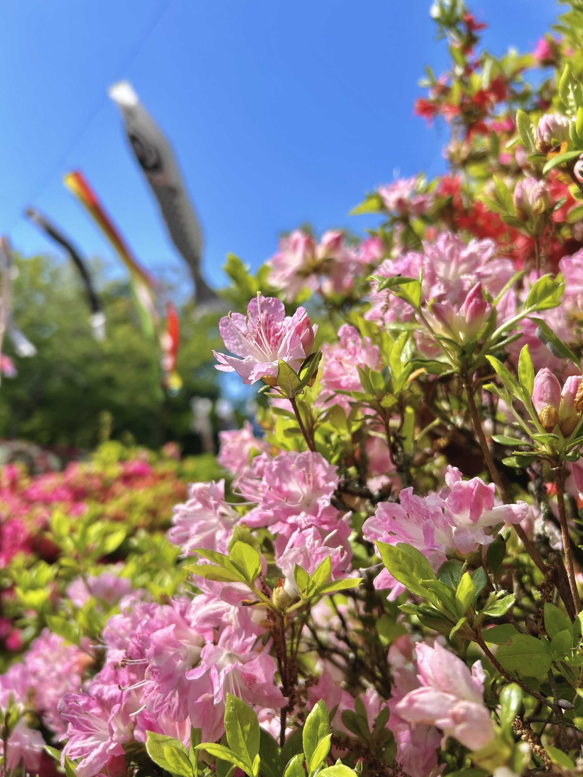 台城公園つつじが見頃 - ローカルライフ